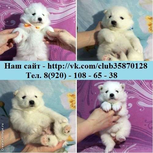 Щеночки самоедской лайки. ми-ми мишки в Нерехте