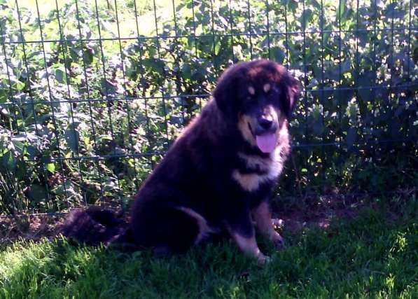 Тибетский мастиф - лучший страж на территории в Москве фото 186