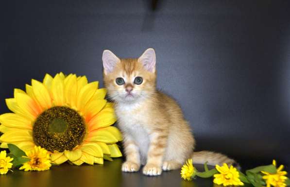 Шотландские котята, цена снижена в Москве фото 19