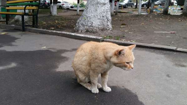 Отдается кот Рыжик в Москве фото 5