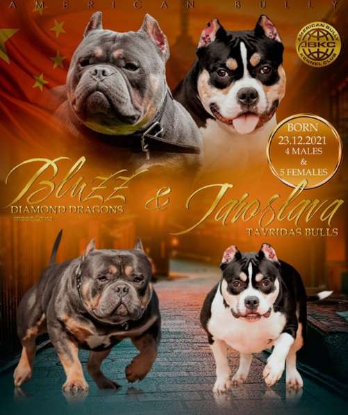 Американский Булли. Щенки в Москве фото 10