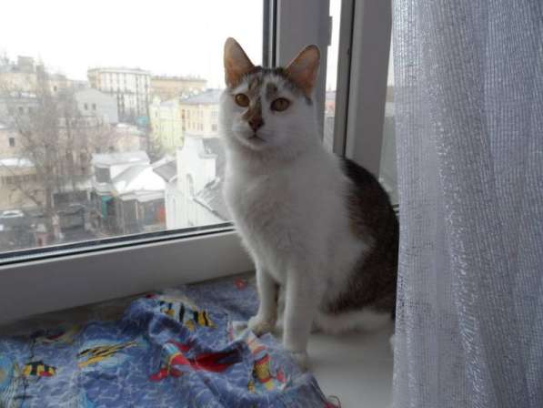 Кот Костя Московский ищет дом