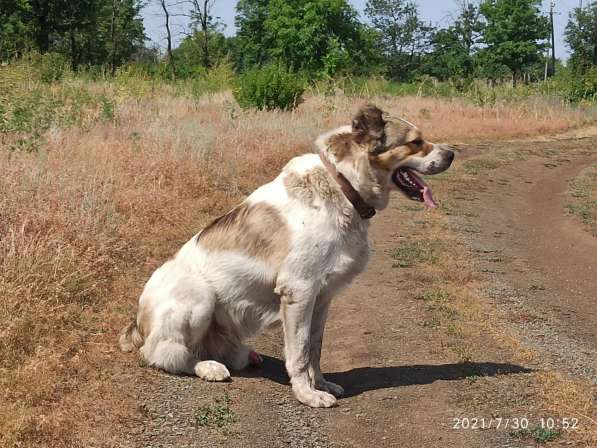 Вязка кобеля среднеазиатской овчарки в фото 5