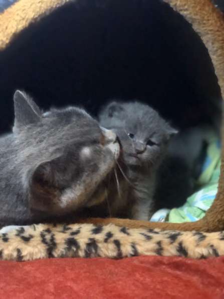 Британские котята в Москве