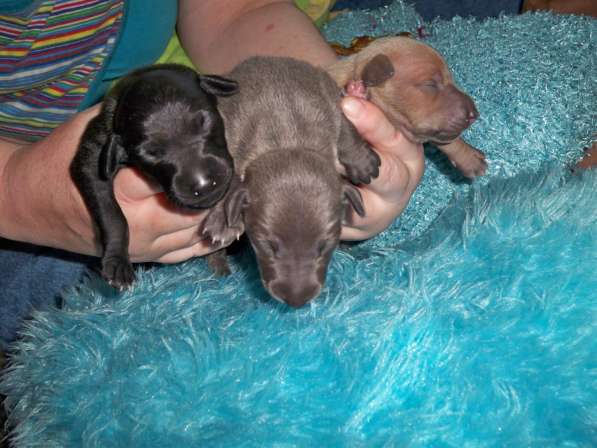 Инструктор по вязкам собак в Москве фото 3