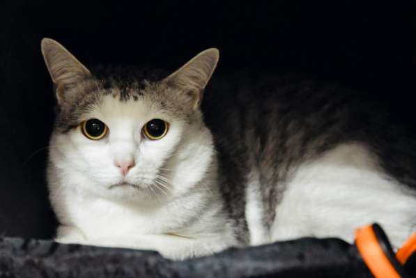 Интеллигентный Пабло ждёт встречи со своим человеком в Москве фото 4