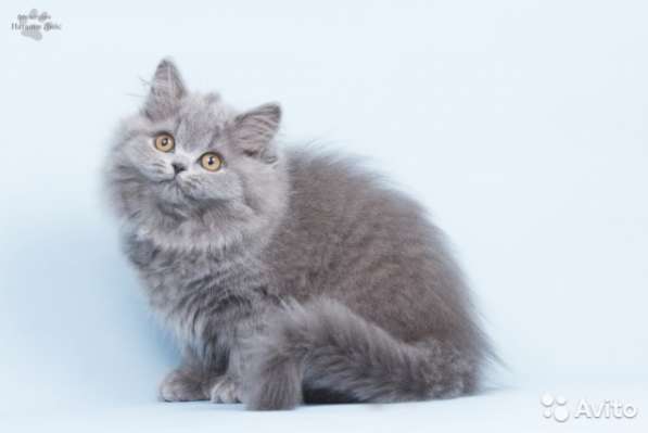 Продаются Британские длинношерстные котятки в Санкт-Петербурге фото 5
