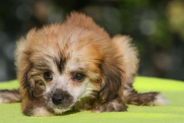 Пухляшки в Москве фото 5