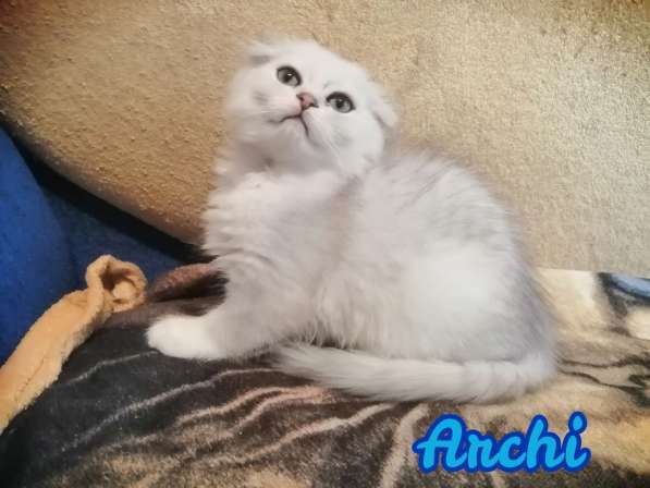 Продажа шотландских котят в Симферополе фото 3