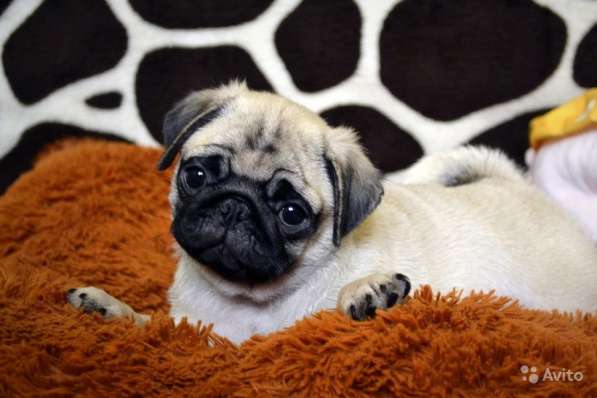 Щенки мопса в Самаре, РКФ в Самаре фото 16