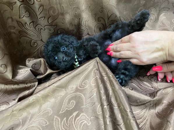 Мальтипу F1 мини в Москве фото 6