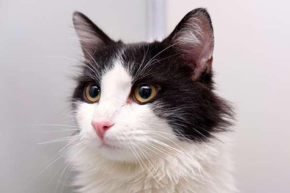 Пушистый Бастиан мечтает о любви в Москве фото 3