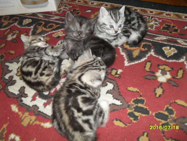 Продаются британские котята в Пущино фото 3