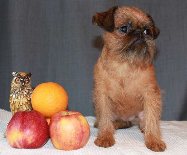 Великолепные щенки гриффона и пти-брабансона. Вязки в Москве фото 16