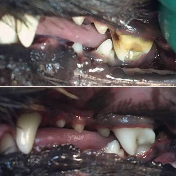 Ультразвуковая чистка зубов собакам без наркоза. Кузьминки
