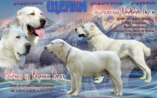 Щенки САО в Ростове-на-Дону фото 4