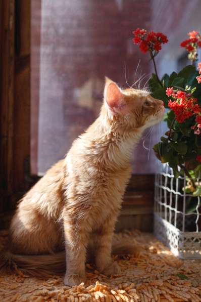 Кот мейн кун в фото 6