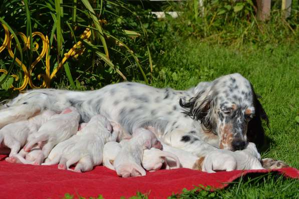 Английский сеттер щенки из элитного питомника в Москве фото 184