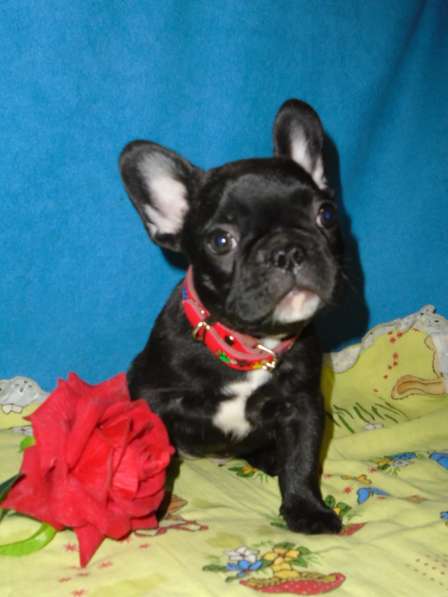 Французский бульдог элитные щенки в Москве фото 21