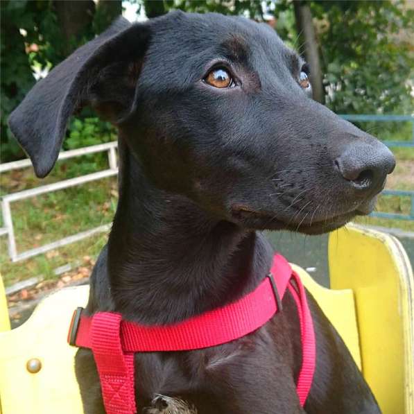 Ангел ищет семью в Москве