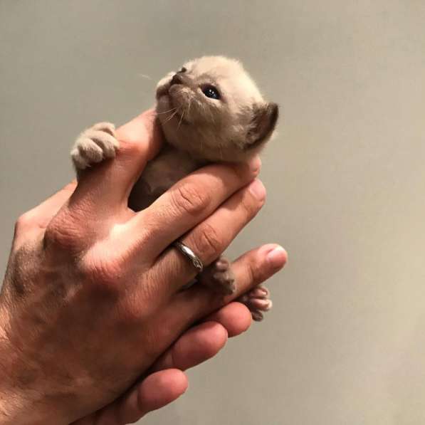 Котята традиционной американской бурмы в Москве фото 13