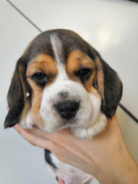 Щенки Бигля в Москве фото 10