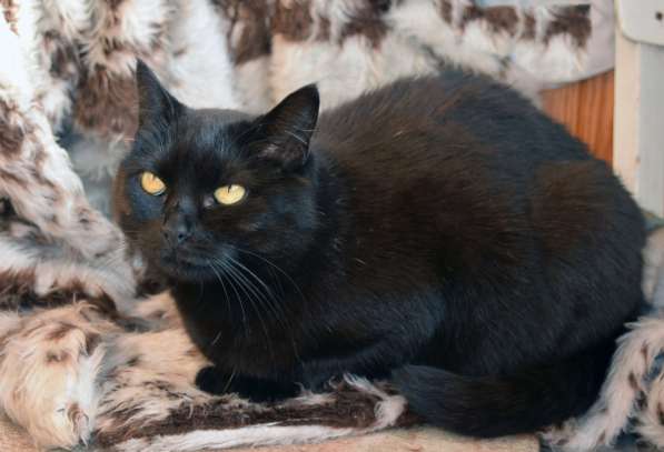 Кошечка в дар