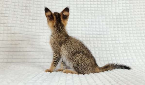 Savannah F1 в Москве фото 6