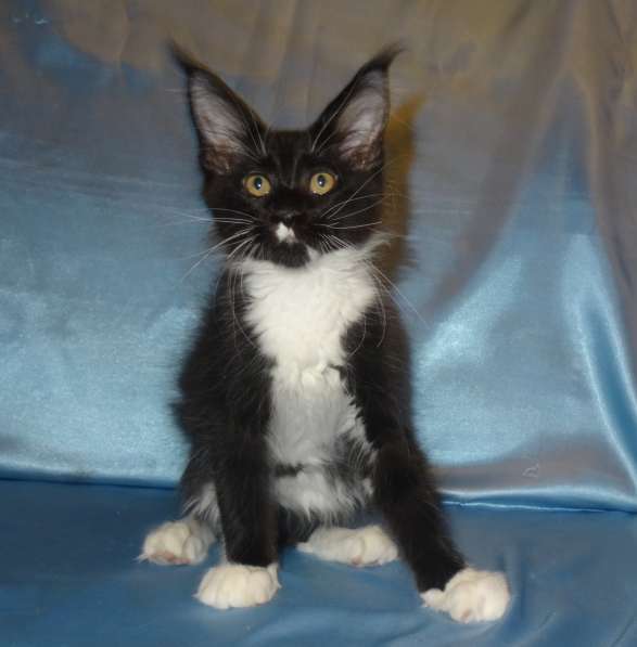 Лексус котик мейн кун в Москве фото 15