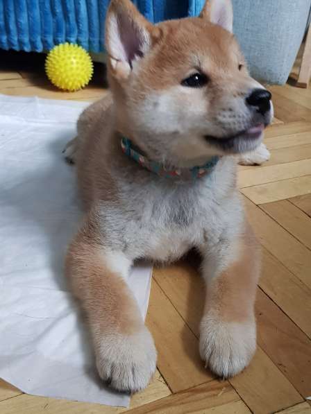 Щенок сиба (шиба) ину в Москве