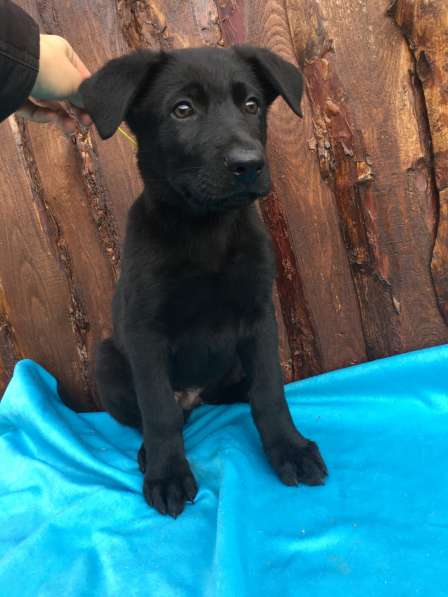 Щенки немецкой овчарки в фото 8