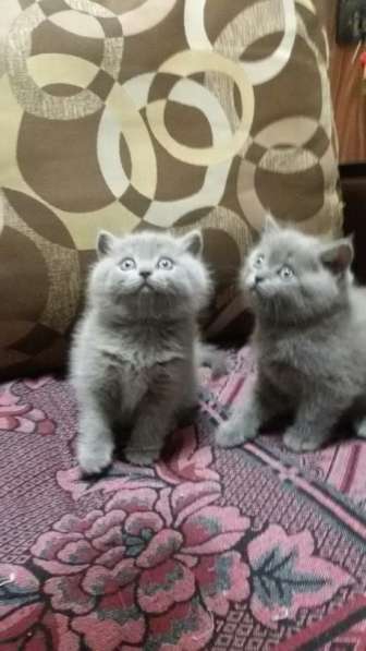 Котята в фото 6