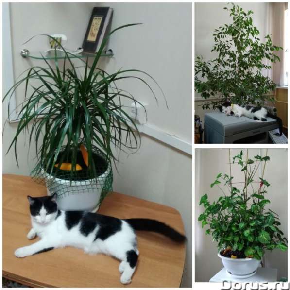 Кошечка Фифа в добрые руки в Ставрополе фото 10