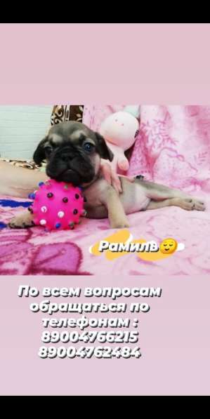 Щенки французский бульдог в Владимире фото 15