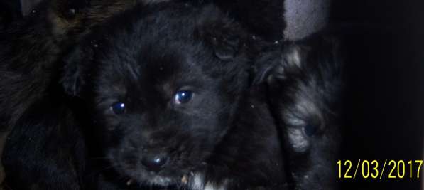 Щенок ищет доброго хозяина в Красноярске фото 14