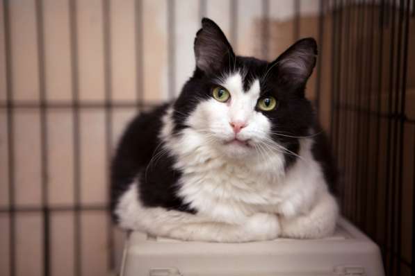 Подойдет ли вам котик Василёк?