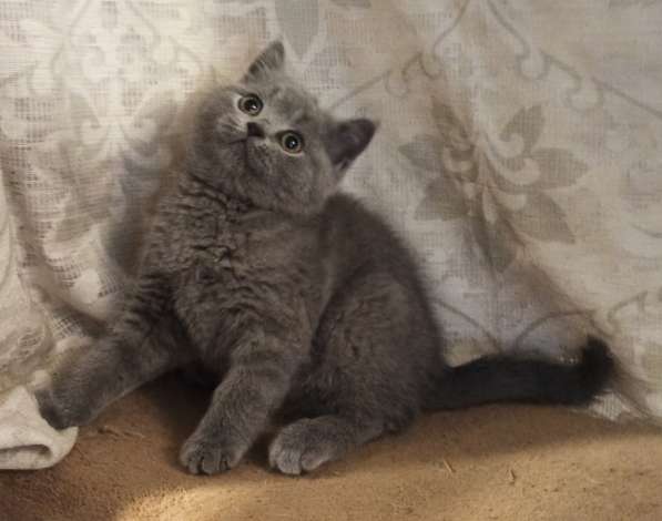 Британский котенок в фото 7