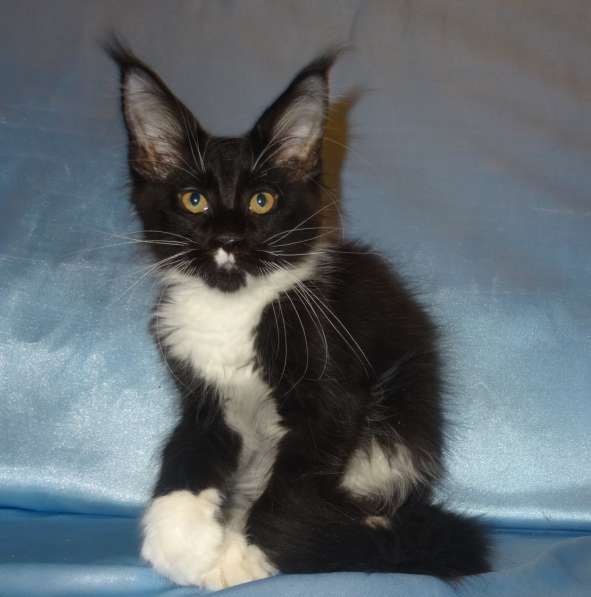 Лексус котик мейн кун в Москве фото 10