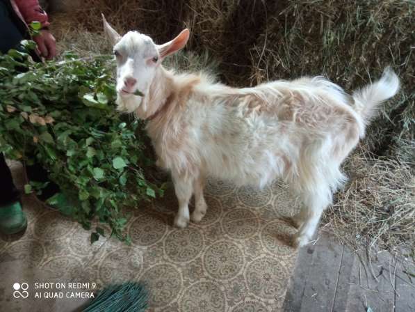 Продам козу дойную молочную,2года(+вместе с козлом 7месяцев) в Ревде