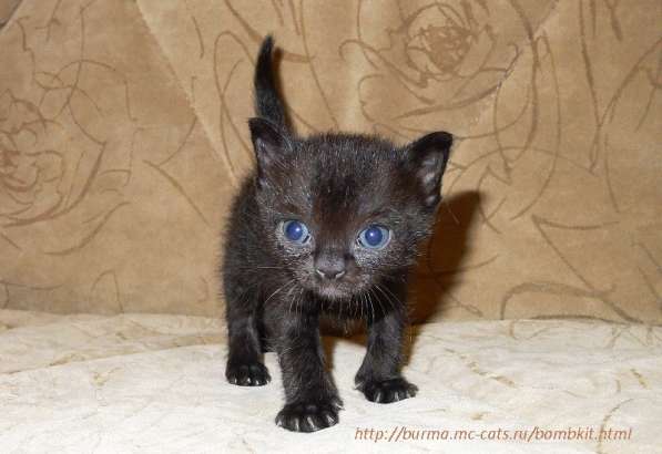 Черные бомбейские котята из Московского Питомника