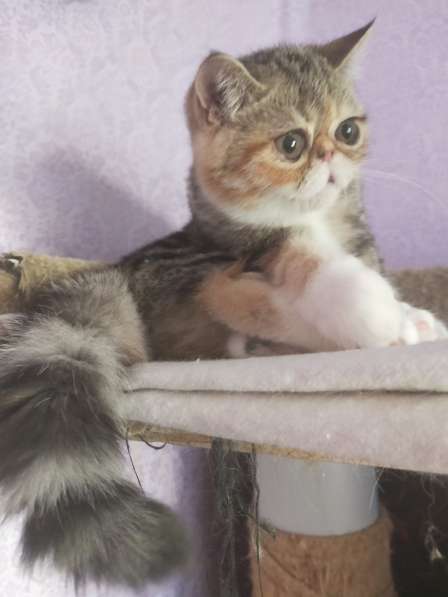 Котенок экзот девочка в Тюмени фото 8