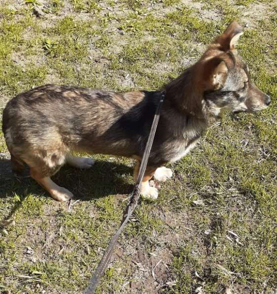 Маленькая собачка на коротких лапках в Санкт-Петербурге фото 11