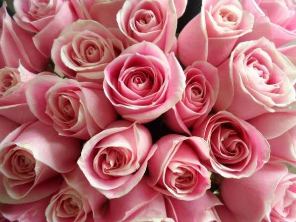 Розы из Эквадора по самым низким ценам в России в Москве фото 13