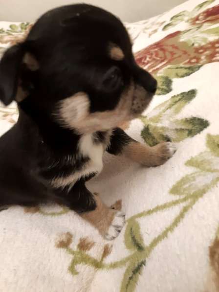 Щенки чихуахуа в Москве фото 14