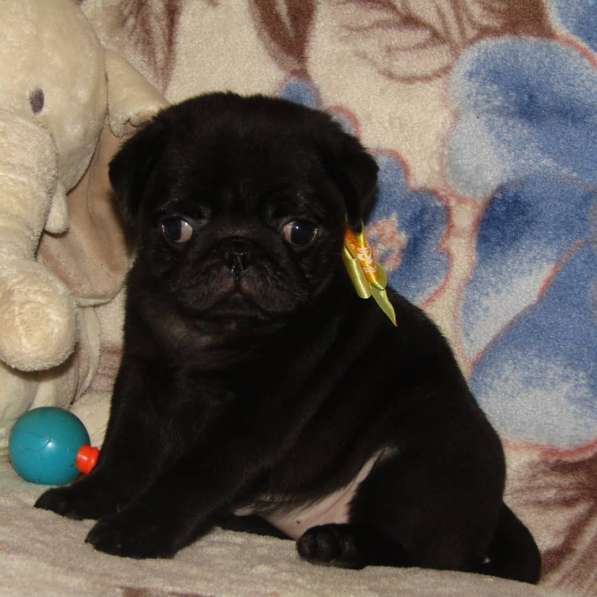 Mops pug в фото 5