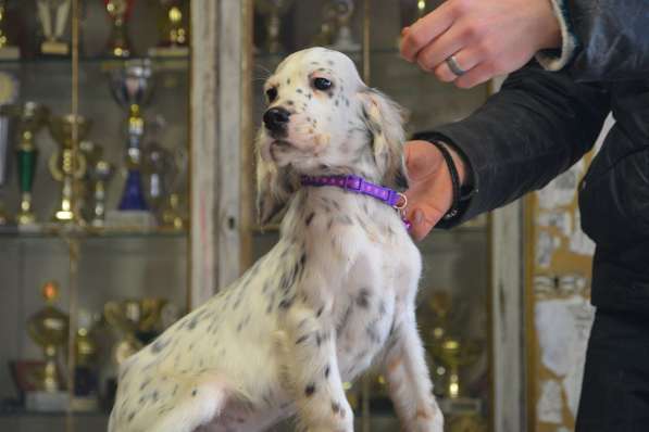 Английский сеттер щенки из элитного питомника в Москве фото 61