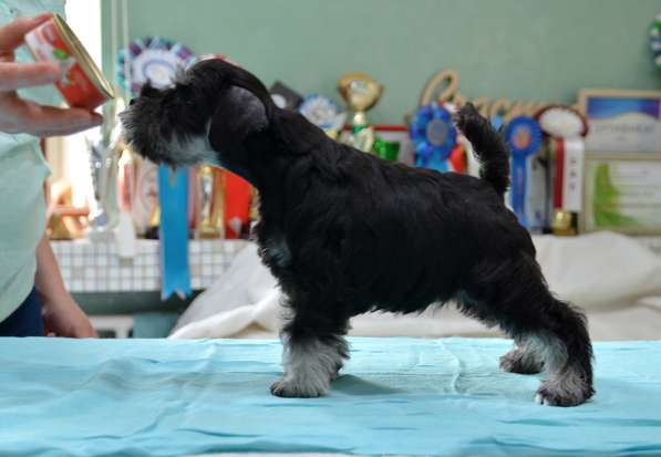 Шикарные щенки цвергшнауцера окраса черный с серебром в фото 3