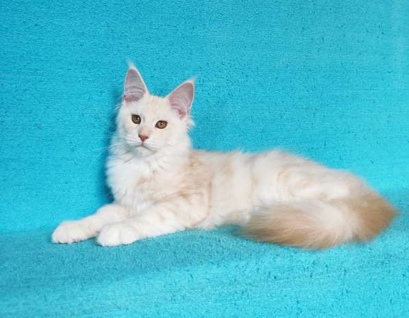 Котики мейн-кун из питомника в Владимире фото 6