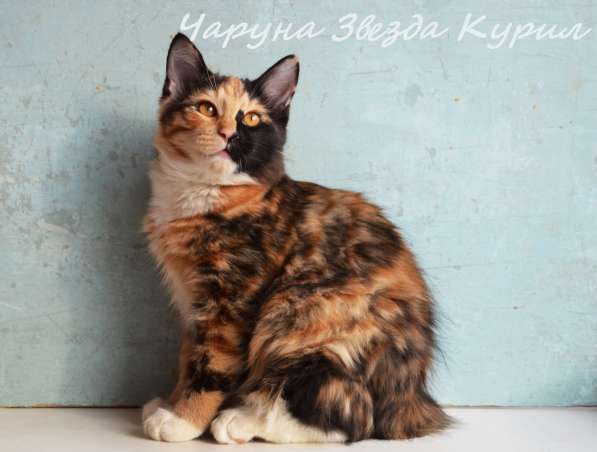 Высокопородные котята - кошечки Курильского бобтейла в Иркутске