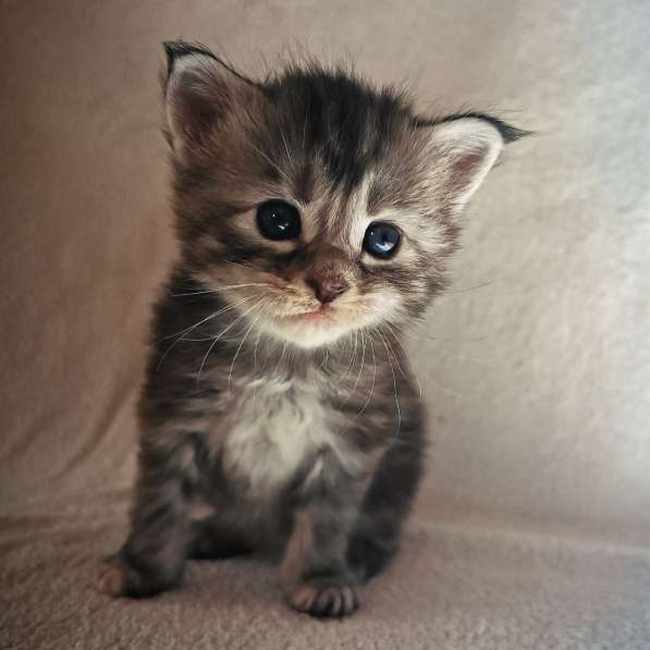 Котенок мейнкун родился 14 февраля 2021 в фото 4